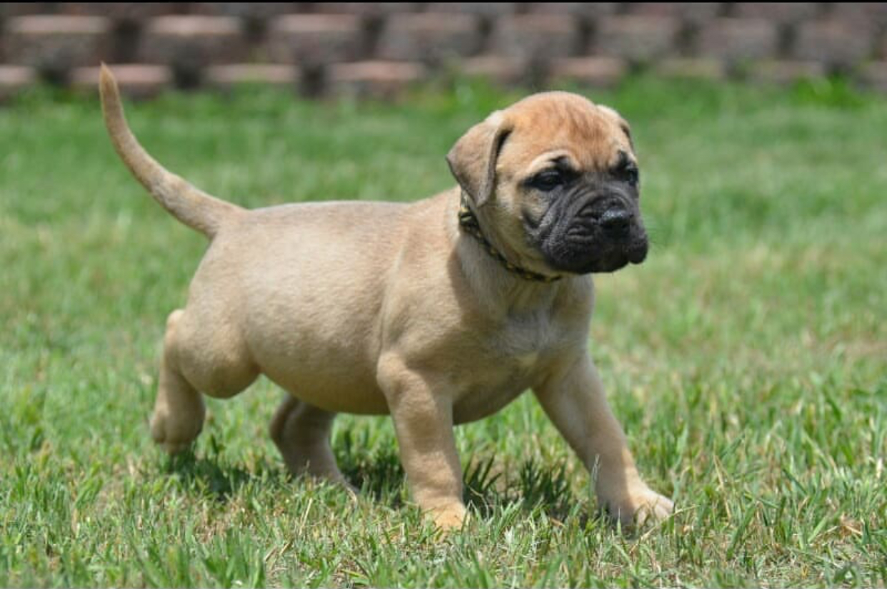 Mastiff puppies for sale photo